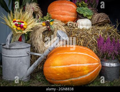 Vibes autunnali. Decorazione naturale fatta di un annaffiatoio vintage, grandi pimpkins, fiori di erica e un fieno secco. Foto Stock