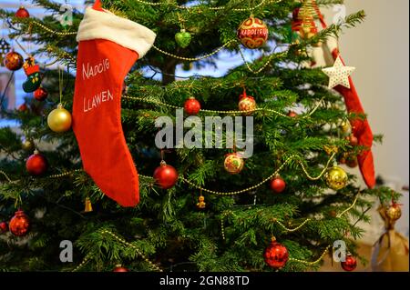 Red padre zaino di natale su un albero reale decorato festivo in gallese Foto Stock