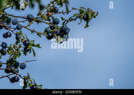 Primo piano focus selezionato di bacche di sloe maturate su un albero di spinosa (prunus spinosa) in autunno pronto per raccogliere e aggiungere alla vodka per fare lo slow Foto Stock