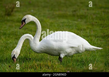 Doppia esposizione di un montante di cigno bianco muto elaborato per mostrare due teste attaccate ad un corpo singolo Foto Stock