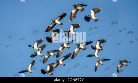 Uccelli del nord Lapwing in una formazione di gruppo volare per evitare l'attacco da predatori nel loro percorso migratorio sulla costa. Foto Stock