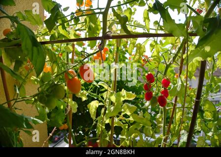 Piante di pomodoro rosse e gialle che crescono sul balcone pieno di piante e fiori Foto Stock