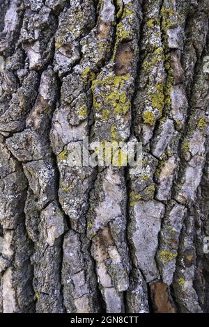 Particolare di vecchia corteccia di albero ruvido e goffrato, natura Foto Stock