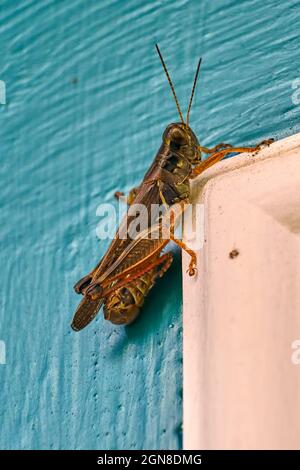 La cavalletta con zampe rosse poggia su un telaio bianco dello sportello Foto Stock