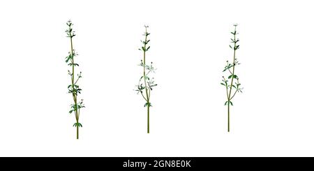 Scissione (Galium aparina) - usato nella medicina tradizionale per trattare le malattie del sistemi diuretici e linfatici e come disintossicante - isolati su wi Foto Stock