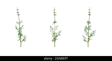 Scissione (Galium aparina) - usato nella medicina tradizionale per trattare le malattie del sistemi diuretici e linfatici e come disintossicante - isolati su wi Foto Stock