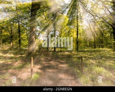 Estate tarda mattinata nella forest come i raggi del sole perforano il baldacchino albero nella foresta di Dean Foto Stock