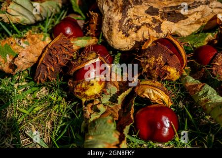 Castagno caduto in una conchiglia aperta giacente nell'erba. Bellissimi frutti autunnali, macro close-up. Foto di alta qualità Foto Stock