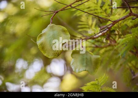 Cialda di semi di albero Jacaranda su un ramo, Zimbabwe Foto Stock