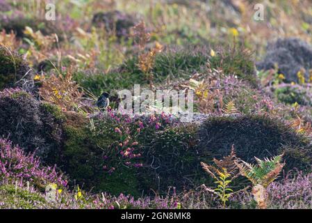 Un maschio stonechat (Saxicola rubicola) arroccato su erica Foto Stock