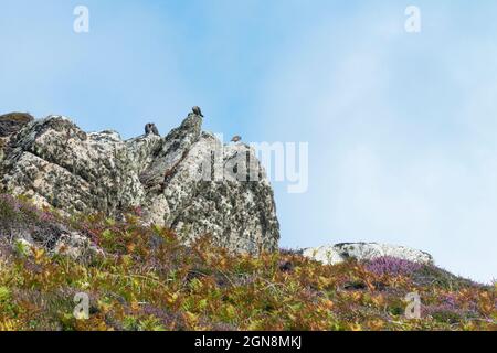 Starlings (Sturnus vulgaris) arroccato su rocce Foto Stock