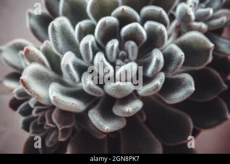 Bel blu ornamentale succulente con foglie spesse e soffici, primo piano. Vista dall'alto dello stabilimento di echeveria. Foto di alta qualità Foto Stock