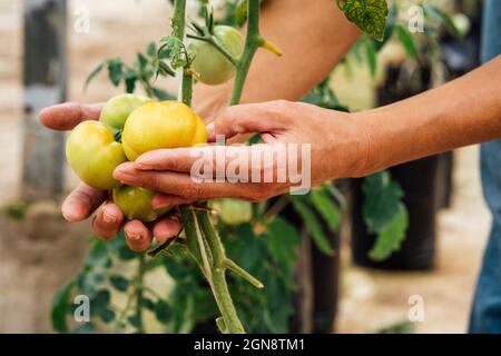 Lavoratrice agricola femminile che controlla i pomodori gialli in serra Foto Stock
