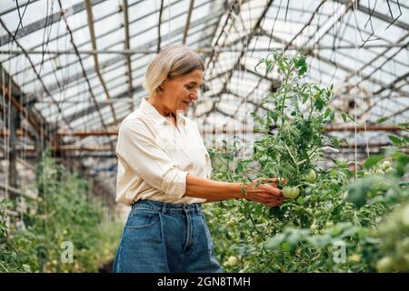 Lavoratrice agricola femminile che controlla le piante di pomodoro alla serra Foto Stock