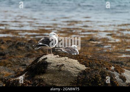 Due grandi gabbiani neri (Larus marinus) su rocce Foto Stock