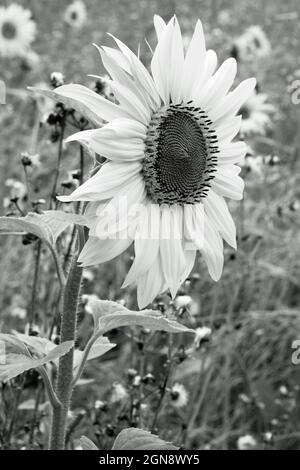 Summer Sunflowers (monocromatico) Foto Stock