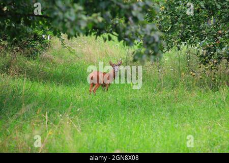 Capriolo giovane (Capreolus capreolus) in piedi nel prato primaverile Foto Stock