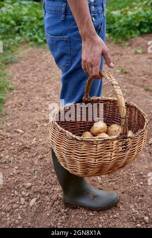 Lavoratore agricolo di sesso maschile in piedi con paniere di patate in campo agricolo Foto Stock