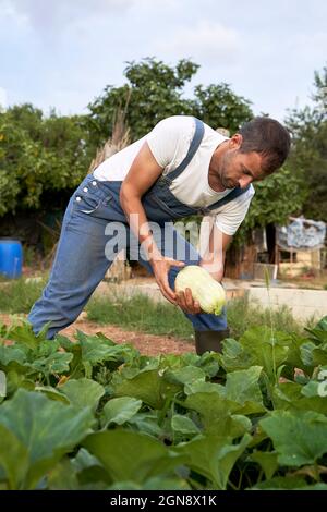 Lavoratore di fattoria maschile che tiene squash mentre lavora in campo agricolo Foto Stock