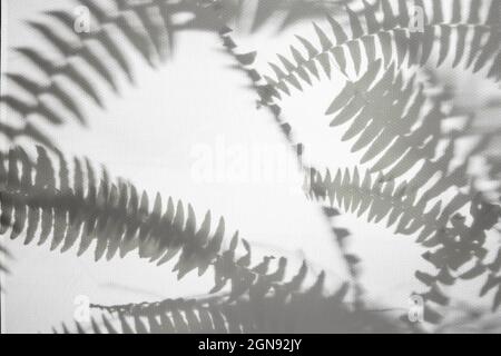 Motivo naturale con ombre. Astratto sfondo grigio ombra da foglie naturali, ramo di albero che cade su una parete bianca, texture per sfondo e. Foto Stock