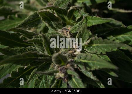 Macro shot di trichomi di marijuana germoglio fiorito, macro estrema Foto Stock