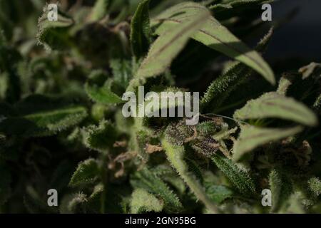 Macro shot di trichomi di marijuana germoglio fiorito, macro estrema Foto Stock