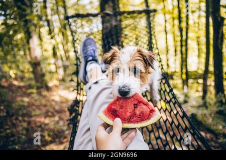 Donna che alimenta il cocomero al cane nella foresta Foto Stock