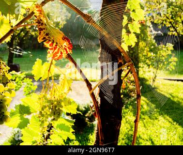 lampadario da giardino che tesse il suo nastro a spirale Foto Stock