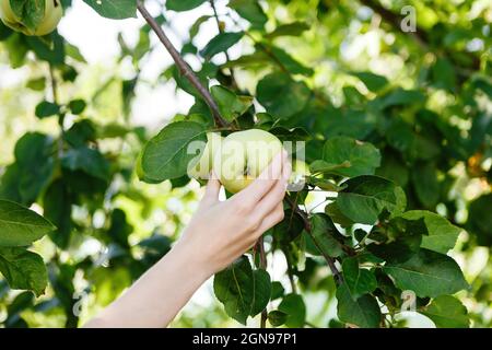 la mano di una giovane donna scopa una mela matura da un ramo Foto Stock