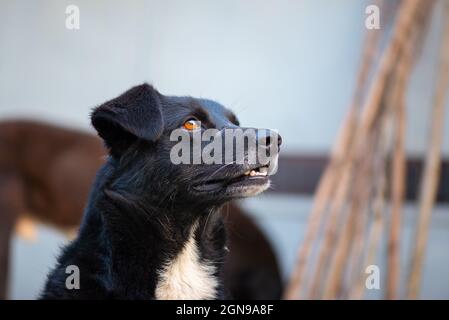 il cane nero con le orecchie corte cammina in georgia Foto Stock