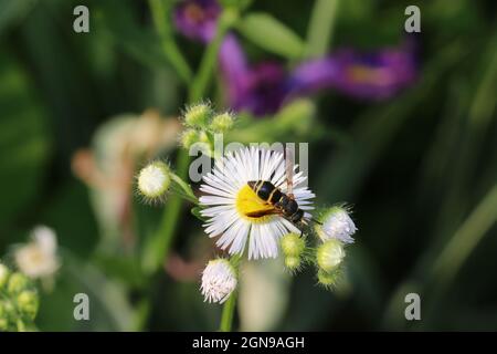 Una vespa di vasai a strisce (Eumenidae) cerca nettare su un fleabane margherita (Erigeron rigosus). Foto Stock