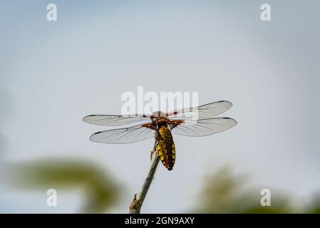 Dragonfly con un addome giallo. Libellula depressiva primo piano. Ali trasparenti per insetti con una struttura visibile di vene. Una foto macro di un grande INS Foto Stock