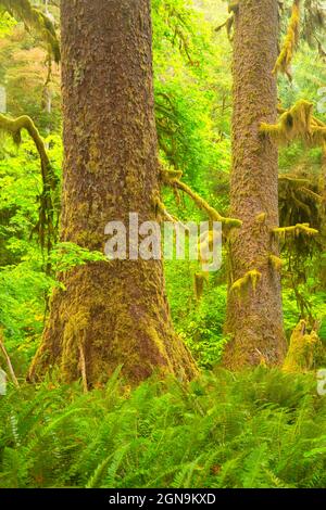 Antica abete sitka lungo il percorso del Loop Trail di Ira Spring Wetland, Olympic National Forest, Washington Foto Stock