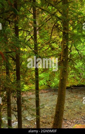 Gray Wolf River, Olympic National Forest, Washington Foto Stock