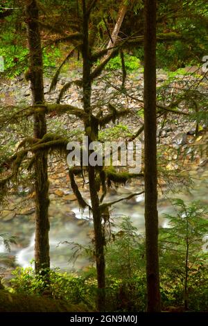 Gray Wolf River, Olympic National Forest, Washington Foto Stock