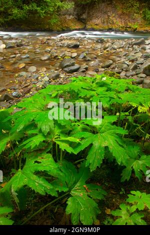 Gray Wolf River, Olympic National Forest, Washington Foto Stock