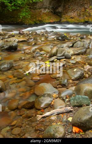 Gray Wolf River, Olympic National Forest, Washington Foto Stock