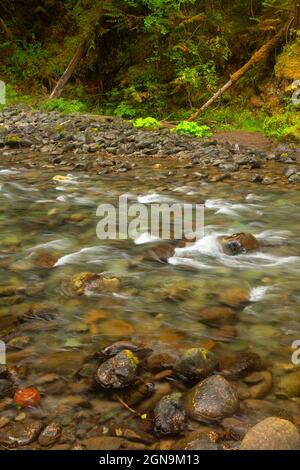 Gray Wolf River, Olympic National Forest, Washington Foto Stock