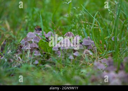 Funghi ombrello giapponese, Parasola Plicatilis Foto Stock