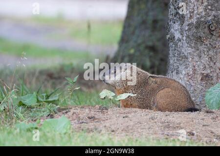 groundhog (Marmota monax), conosciuto anche come mandrini a legna Foto Stock