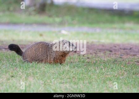 groundhog (Marmota monax), conosciuto anche come mandrini a legna Foto Stock