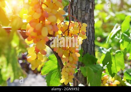 Grappoli di uva da tavola su un vitigno in un vigneto illuminato dalla luce del sole, fuoco selettivo. Concetto di giardinaggio organico. Foto Stock