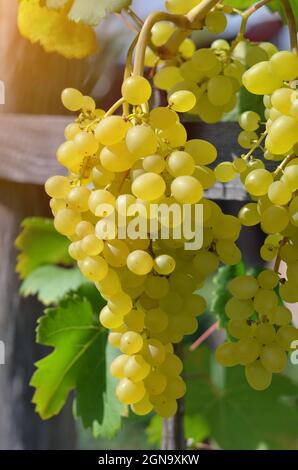 Primo piano di un mazzo di uva bianca su una vite illuminata dalla luce del sole. Concetto di vinificazione. Foto Stock