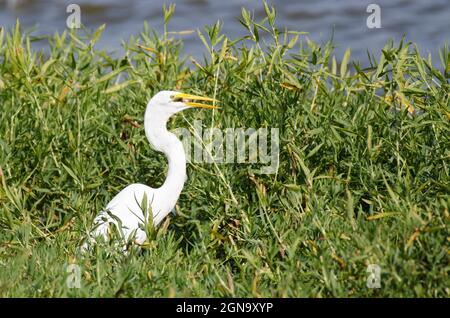 Grande Egret, Ardea alba, con preda Foto Stock