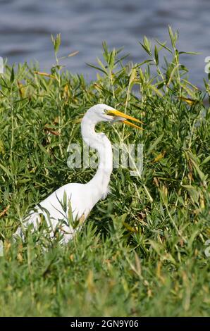 Grande Egret, Ardea alba, con preda Foto Stock