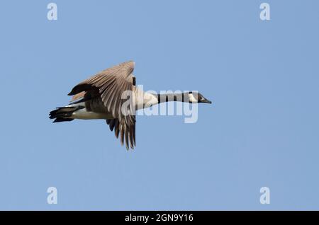 Canada Goose, Branta canadensis, in volo Foto Stock