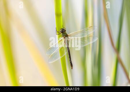 Darner verde comune poggiato su acqua erba stelo. Foothills Park, Contea di Santa Clara, California, Stati Uniti. Foto Stock