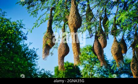 Vista panoramica del gruppo di nidi di uccelli tessitori baya appesi sull'albero di acacia. Foto Stock