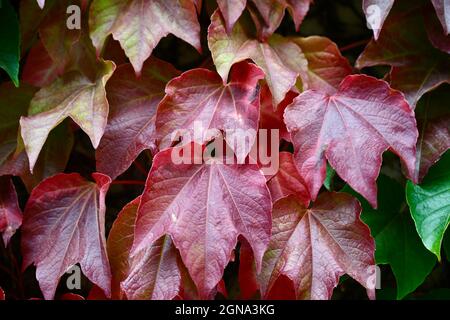 wilder Wein - patenocissus tricuspidata - prachtvolle Hecke mit roten Blättern Foto Stock