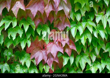 wilder Wein - patenocissus tricuspidata - prachtvolle Hecke mit roten und grünen Blättern Foto Stock